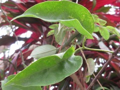 Pyrostegia venusta