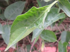 Pyrostegia venusta