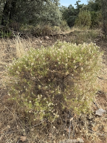 pincushion gorse
