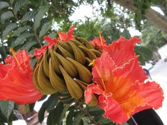 Spathodea campanulata