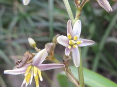Dianella