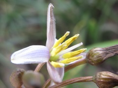 Dianella