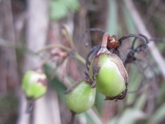 Dianella