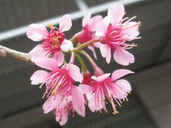 Prunus