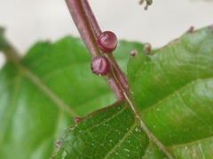 Prunus