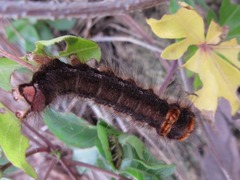Lepidoptera