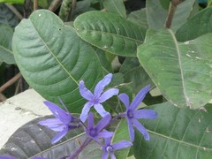 Petrea