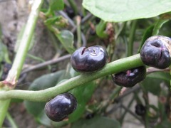 Basella alba