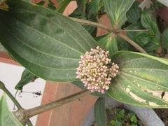 Medinilla speciosa