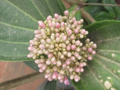 Medinilla speciosa