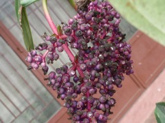 Medinilla speciosa