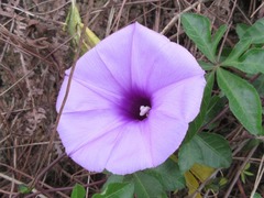 Ipomoea cairica
