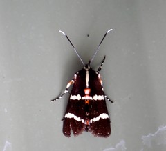 Hecatesia fenestrata