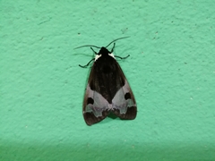 Dysschema marginalis