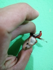 Dysschema marginalis