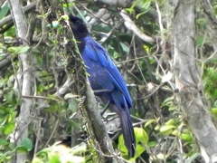 Cyanocorax caeruleus