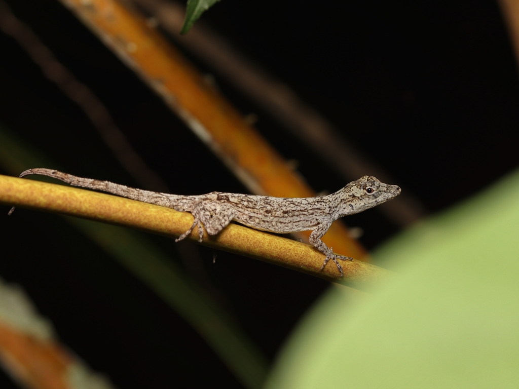 Bark Anole