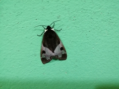 Dysschema marginalis