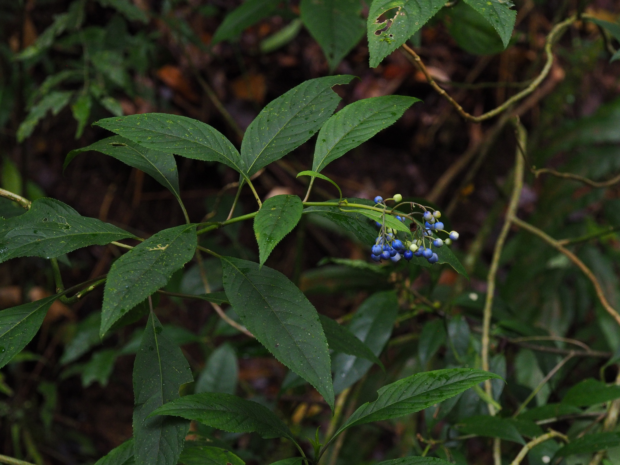 Hydrangea febrifuga — ảnh 2