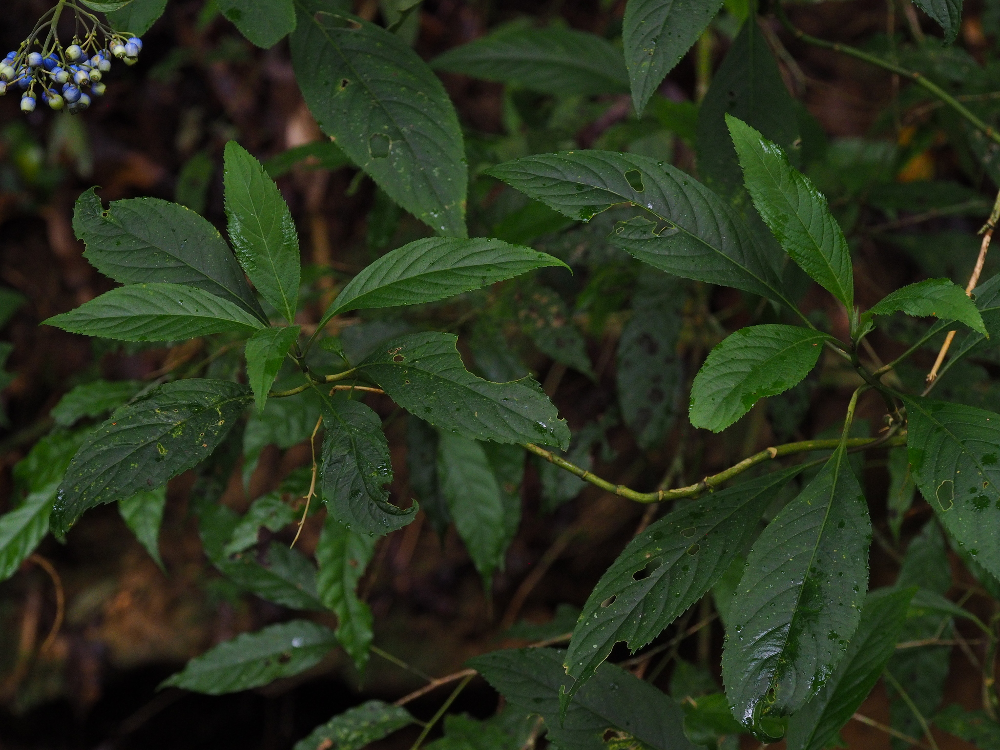 Hydrangea febrifuga — ảnh 3