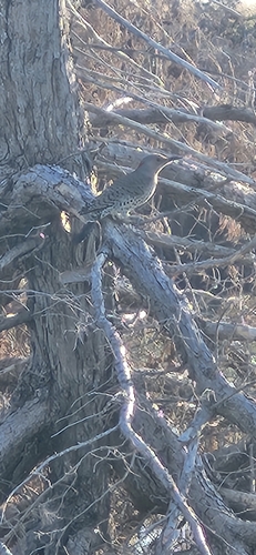Northern Flicker