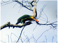 Psilopogon chrysopogon laetus