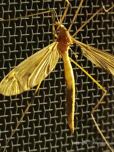Unknown species found near Penobscot County, US-ME, US