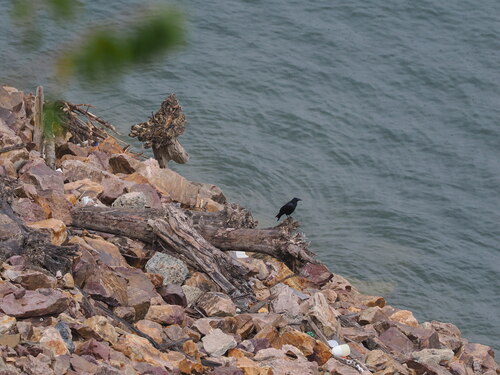 Carrion Crow