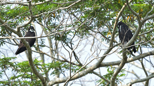 Asian Bat Hawk