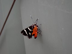 Hecatesia fenestrata