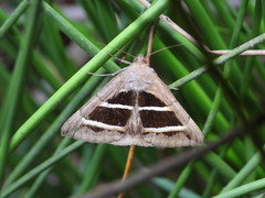 Grammodes bifasciata