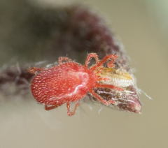 Balaustium
