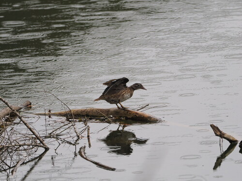 Mandarin Duck