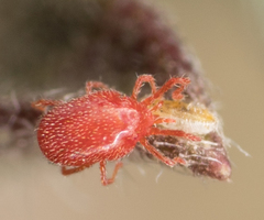 Balaustium