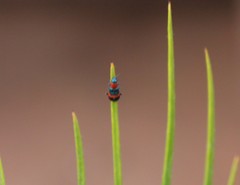 Dicranolaius bellulus