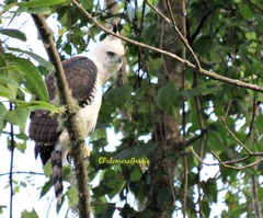 Spizaetus ornatus