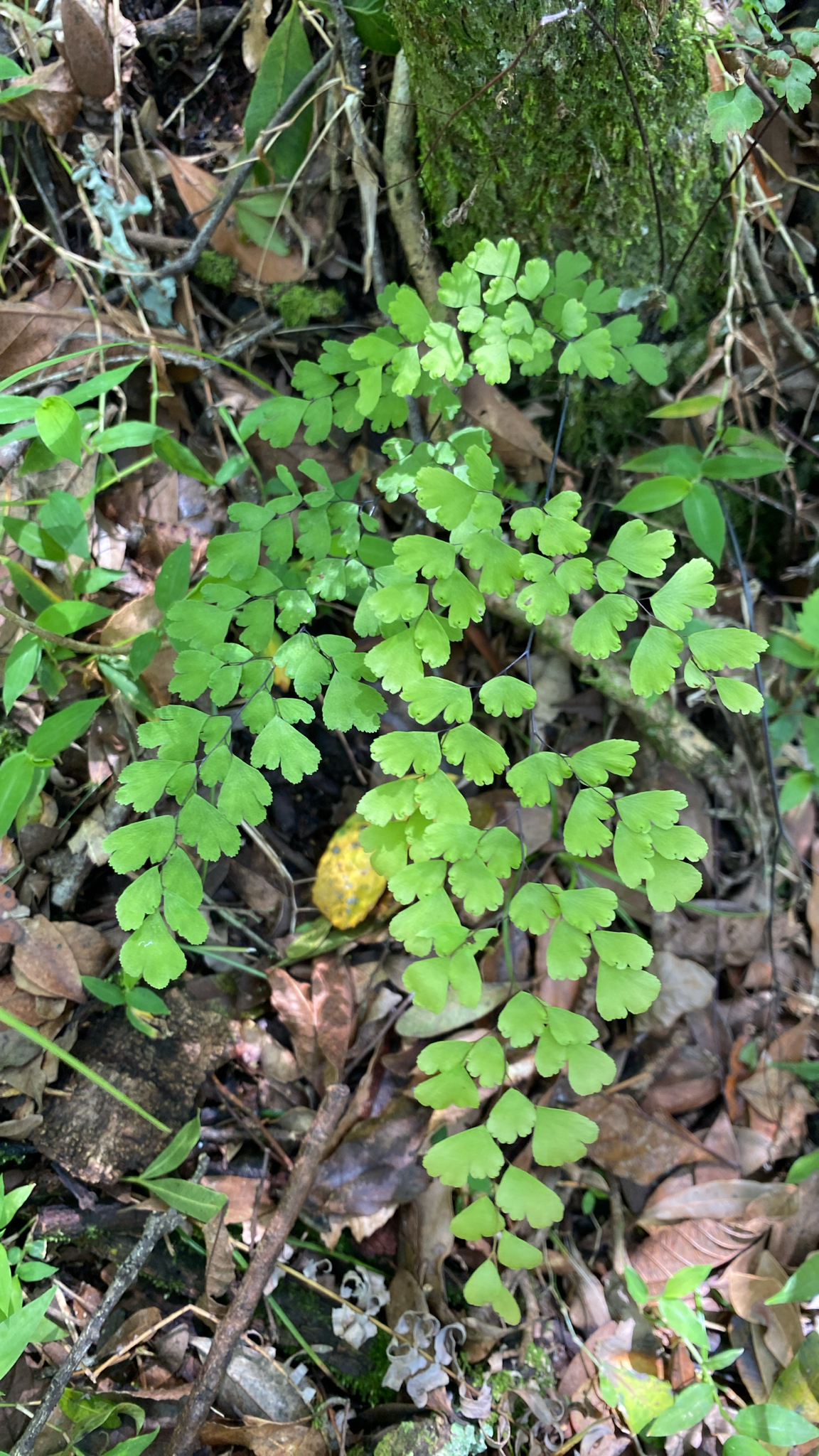 Adiantum raddianum