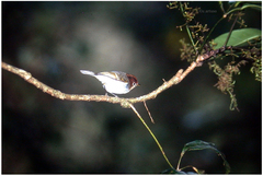 Phylloscopus grammiceps