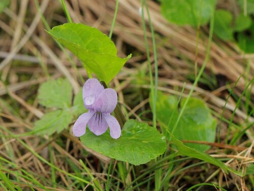 dwarf marsh violet (Viola epipsiloides)