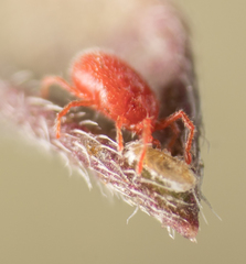 Balaustium