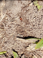 Opisthopsis rufithorax