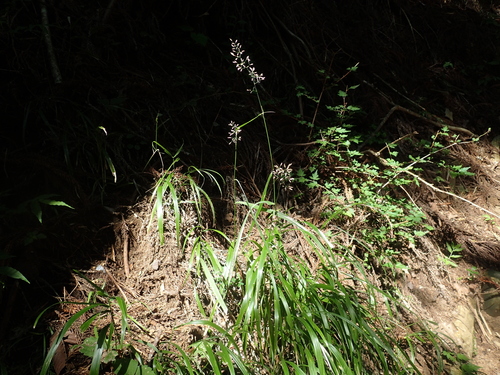 Calamagrostis hakonensis iNat (1)