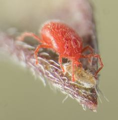 Balaustium