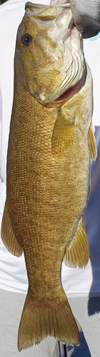 Micropterus dolomieu