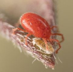 Balaustium