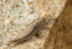 Meinertellidae