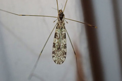 Limonia annulata
