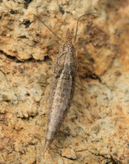 Meinertellidae
