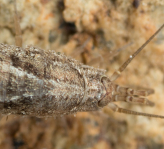 Meinertellidae