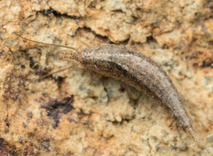 Meinertellidae